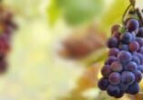 panoramic view on black grape growing in foliage in vineyard